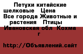 Петухи китайские шелковые › Цена ­ 1 000 - Все города Животные и растения » Птицы   . Ивановская обл.,Кохма г.